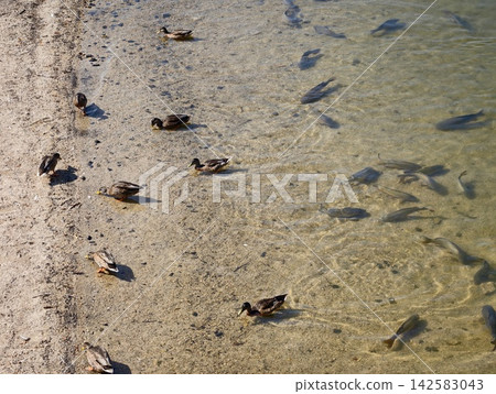 Ducks along sandy shoreline feeding in shallow water with sunlit ripples, calm coast scene, and clear water reflections across pebble beach, with duck, shore, beach, water detail 142583043