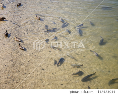 Ducks on sandy shoreline with shallow clear water and visible fish beneath rippling lake surface in bright afternoon light, with duck, shore, shoreline, sandy detail Ducks on sandy shoreline with shallow clear water and visible fish beneath rippling lake surface in bright afternoon light, with duck, shore, shoreline, sandy detail 142583044