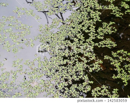 Duckweed cluttered pond with calm reflective water and tiny round leaves creating green mosaic under dappled shade, with duckweed, pond, water, leave detail, showing green, algae, surface Duckweed cluttered pond with calm reflective water and tiny round leaves creating green mosaic under dappled shade, with duckweed, pond, water, leave detail, showing green, algae, surface 142583059