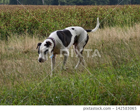 Dalmatian dog sniffing field of tall grasses and wildflowers near forest edge under overcast sky, sunny tone, with dalmatian, dog, field, grass detail, showing wildflower, meadow, collar, tag context Dalmatian dog sniffing field of tall grasses and wildflowers near forest edge under overcast sky, sunny tone, with dalmatian, dog, field, grass detail, showing wildflower, meadow, collar, tag context 142583065
