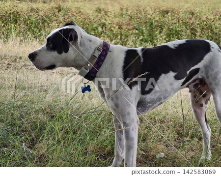 Black white short-haired dog stands alert in sunlit meadow with tall grasses and blue dotted collar, ready for outdoor exploration and calm companionship in wide open rural field setting Black white short-haired dog stands alert in sunlit meadow with tall grasses and blue dotted collar, ready for outdoor exploration and calm companionship in wide open rural field setting 142583069