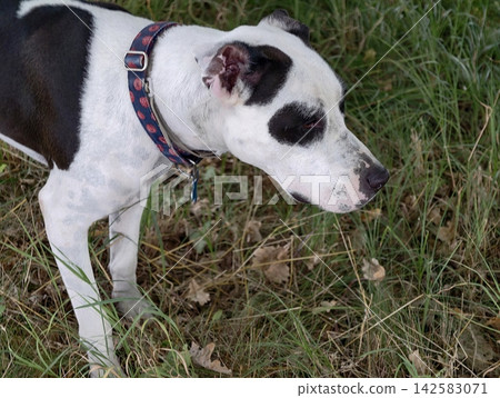 Dog with white coat and black patches outdoors in tall grass wearing blue patterned collar facing right under soft daylight for outdoor pet photography, with dog, white, black, spot detail Dog with white coat and black patches outdoors in tall grass wearing blue patterned collar facing right under soft daylight for outdoor pet photography, with dog, white, black, spot detail 142583071