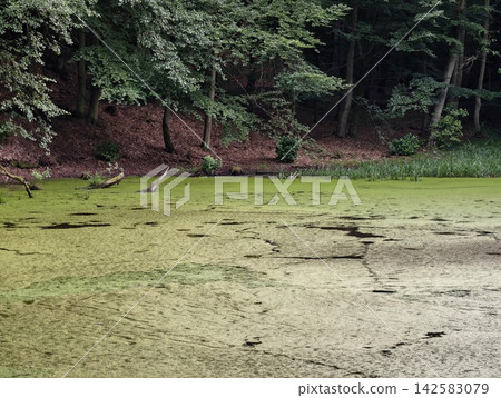 Dense forest shoreline beside mossy bank and algae covered pond under shaded canopy with fallen leaves and driftwood along water edge, with forest, tree, shoreline, pond detail Dense forest shoreline beside mossy bank and algae covered pond under shaded canopy with fallen leaves and driftwood along water edge, with forest, tree, shoreline, pond detail 142583079