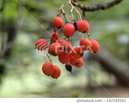 Red berries cluster on slender branch in soft green garden background closeup macro style showing vibrant fruiting, with berry, red, fruit, branch detail, showing cluster, closeup, macro, nature Red berries cluster on slender branch in soft green garden background closeup macro style showing vibrant fruiting, with berry, red, fruit, branch detail, showing cluster, closeup, macro, nature 142583081