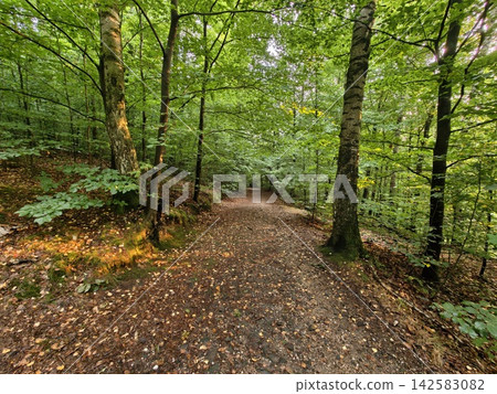 Forest path through lush green trees along dirt woodland trail with dappled sunlight filtering through leaves and calm natural atmosphere, with forest, path, tree, woodland detail Forest path through lush green trees along dirt woodland trail with dappled sunlight filtering through leaves and calm natural atmosphere, with forest, path, tree, woodland detail 142583082