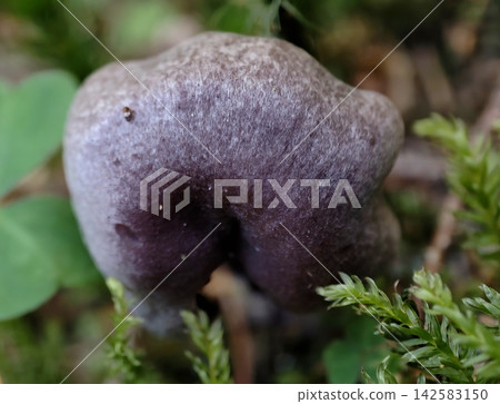 Purple plum nestled among green moss and smooth rock with blurred natural background in macro closeup, with plum, fruit, purple, moss detail, showing mossy, rock, rocky, stone context Purple plum nestled among green moss and smooth rock with blurred natural background in macro closeup, with plum, fruit, purple, moss detail, showing mossy, rock, rocky, stone context 142583150