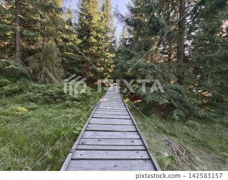 Wooden boardwalk winds through dense evergreen forest as sunlight filters between tall pines, creating serene, tranquil woodland pathway for hikers and nature lovers Wooden boardwalk winds through dense evergreen forest as sunlight filters between tall pines, creating serene, tranquil woodland pathway for hikers and nature lovers 142583157