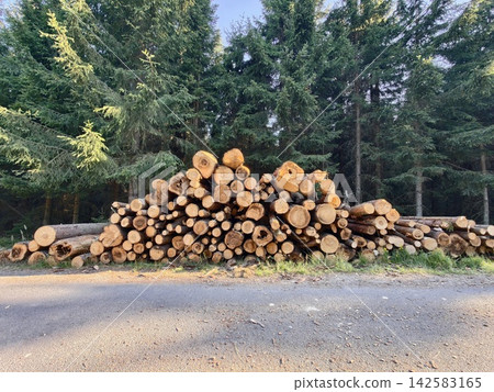 Stack of cut logs stacked along gravel roadside with dense conifer forest in background, sunlit wood grain highlighting timber harvest scene and rural forest setting Stack of cut logs stacked along gravel roadside with dense conifer forest in background, sunlit wood grain highlighting timber harvest scene and rural forest setting 142583165