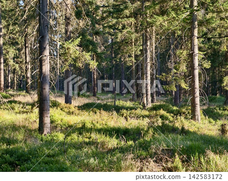 Sunlit pine forest scene with tall trunks, interlaced branches, dappled light, and lush green undergrowth creating tranquil woodland atmosphere, with forest, pine, tree, trunk detail Sunlit pine forest scene with tall trunks, interlaced branches, dappled light, and lush green undergrowth creating tranquil woodland atmosphere, with forest, pine, tree, trunk detail 142583172