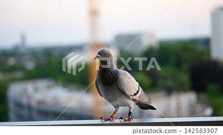 Racing pigeon profile on balcony with blurred rooftops behind. Profile of racing pigeon with colored leg bands on apartment balcony with blurred city rooftops and trees behind, homing bird resting 142583307