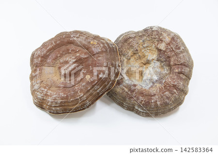 Reishi Reishi 142583364