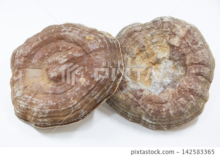 Reishi Reishi 142583365