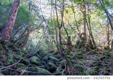 屋久島白谷雲水峽:陽光透過樹木灑下的森林(冬季) 屋久島白谷雲水峽:陽光透過樹木灑下的森林(冬季) 142583792
