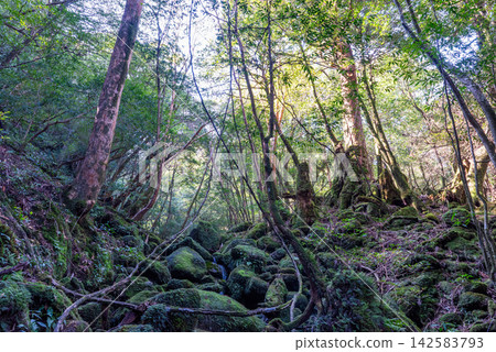 屋久島白谷雲水峽:陽光透過樹木灑下的森林(冬季) 屋久島白谷雲水峽:陽光透過樹木灑下的森林(冬季) 142583793