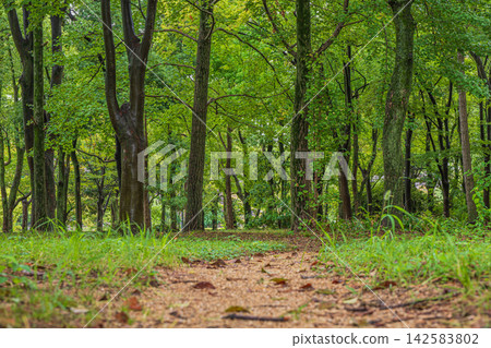 Osaka Castle Forest Landscape Osaka Castle Forest Landscape 142583802