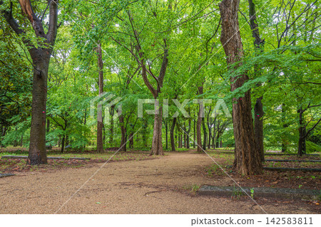 Osaka Castle Forest Landscape Osaka Castle Forest Landscape 142583811