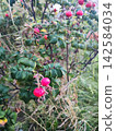 A bush with vibrant red berries, rose hips (Rosa rugosa). The plant features dark green, veined leaves with a textured appearance 142584034