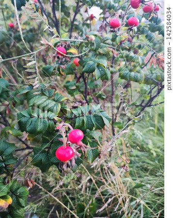 A bush with vibrant red berries, rose hips (Rosa rugosa). The plant features dark green, veined leaves with a textured appearance A bush with vibrant red berries, rose hips (Rosa rugosa). The plant features dark green, veined leaves with a textured appearance 142584034