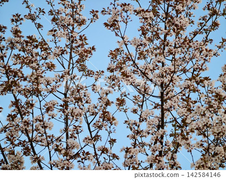 Delicate flower buds and airy silhouettes symbolize renewal and serenity during springtime Delicate flower buds and airy silhouettes symbolize renewal and serenity during springtime 142584146