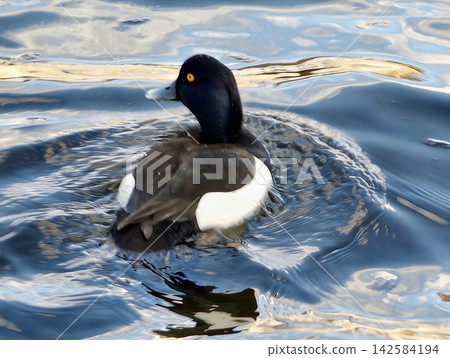 Vivid image of diving duck. Intimate depiction emphasizing texture and striking colors of bird 142584194