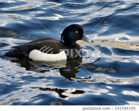 Mallard moves over reflective surface. Elegant waterfowl sweeps across shimmering water with gentle ripples Mallard moves over reflective surface. Elegant waterfowl sweeps across shimmering water with gentle ripples 142584195