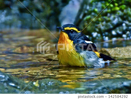 A narcissus flycatcher enjoys bathing in mountain spring water. A narcissus flycatcher enjoys bathing in mountain spring water. 142584292
