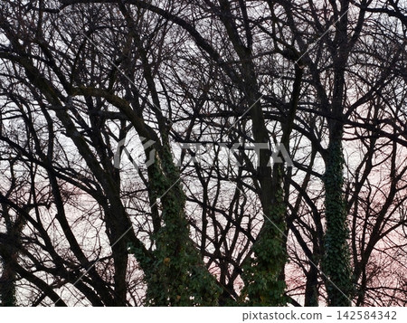 Calm pink dusk scene. Serene dusk scenery featuring leafless branches and expansive space for artwork Calm pink dusk scene. Serene dusk scenery featuring leafless branches and expansive space for artwork 142584342