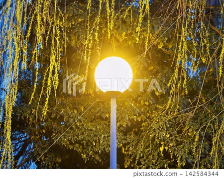 Softly glowing streetlamp with wet leaves around. City park illuminated by warm light among wet foliage 142584344
