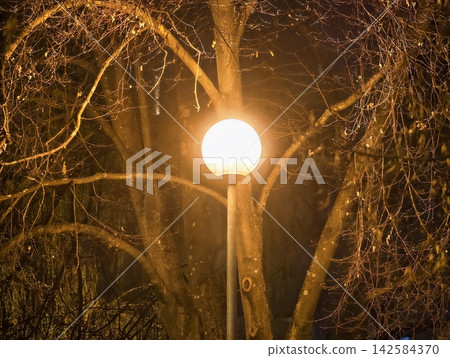 Twilight glow on tree bark. Sunset lighting casts warm glow on bark amidst quiet park surroundings Twilight glow on tree bark. Sunset lighting casts warm glow on bark amidst quiet park surroundings 142584370