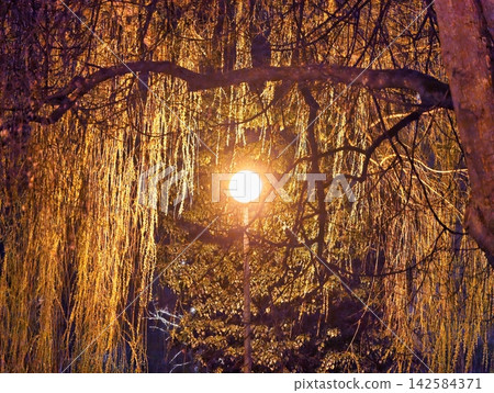 Serene twilight environment with soft illumination enhancing intimate and peaceful outdoor experience Serene twilight environment with soft illumination enhancing intimate and peaceful outdoor experience 142584371