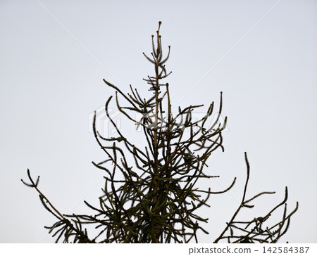 Minimalist branch and sky design. Bare conifer branches create dramatic silhouette with subtle tones Minimalist branch and sky design. Bare conifer branches create dramatic silhouette with subtle tones 142584387