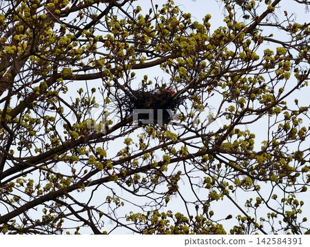 Bird resting among new foliage. Tranquil tableau of avian refuge in early seasonal growth and openness Bird resting among new foliage. Tranquil tableau of avian refuge in early seasonal growth and openness 142584391
