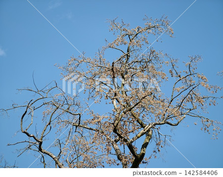 Delicate branches and tender petals bathed in sunlight symbolize freshness and peacefulness in nature Delicate branches and tender petals bathed in sunlight symbolize freshness and peacefulness in nature 142584406