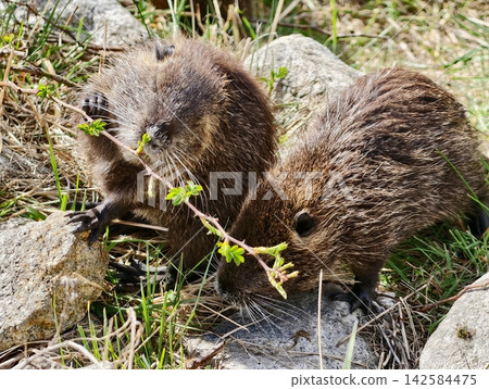 Nutria siblings exploring and munching reeds. Closeup of young nutria at freshwater with textured stones Nutria siblings exploring and munching reeds. Closeup of young nutria at freshwater with textured stones 142584475