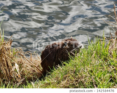 Beaver by water. Closeup of active beaver with textured fur near lively water surrounded by reeds 142584476