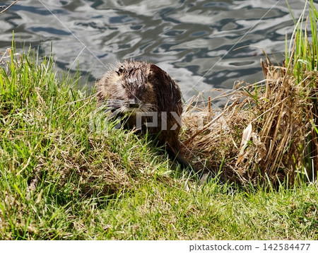 Nutria and beaver monitor pond surface. Nutria carefully surveys pond while beaver watches ripples Nutria and beaver monitor pond surface. Nutria carefully surveys pond while beaver watches ripples 142584477