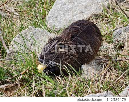 Nutria eats fruit. Nutria chews bright yellow fruit. Nutria snacks on vivid yellow fruit by river 142584479
