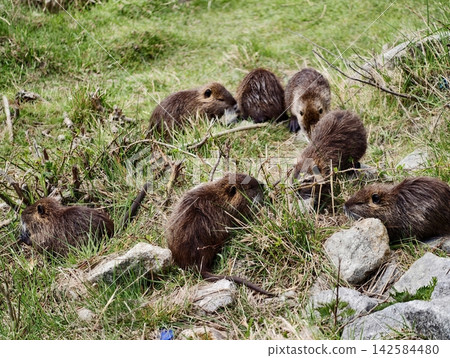 Nutria Youngsters Roaming at Marsh Shore. Nutria Family Engaged in Grazing and Exploring Riverside Area Nutria Youngsters Roaming at Marsh Shore. Nutria Family Engaged in Grazing and Exploring Riverside Area 142584480