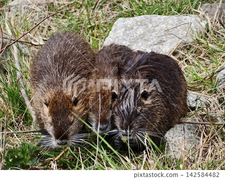 Nutria pair cleaning each other. Nutria family engaging in mutual grooming along grassy shoreline Nutria pair cleaning each other. Nutria family engaging in mutual grooming along grassy shoreline 142584482