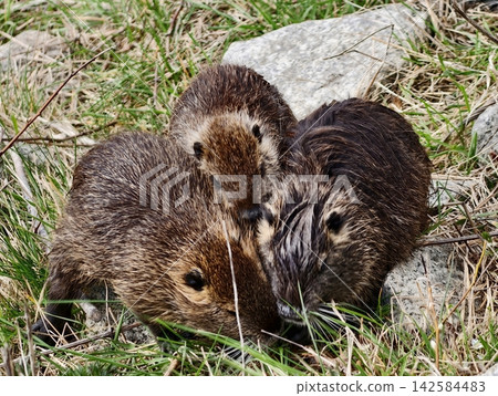 Nutria group grooming with detailed facial features. Intimate moment of nutria trio grooming on shoreline Nutria group grooming with detailed facial features. Intimate moment of nutria trio grooming on shoreline 142584483