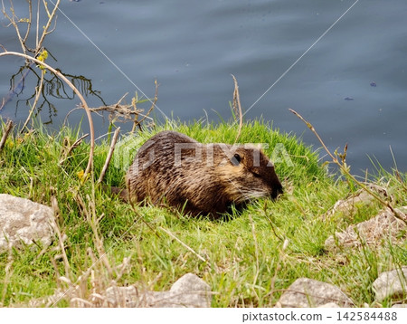 Quiet aquatic exploration. Peaceful nutria feeding beside water. Single nutria rests calmly by tranquil pond Quiet aquatic exploration. Peaceful nutria feeding beside water. Single nutria rests calmly by tranquil pond 142584488