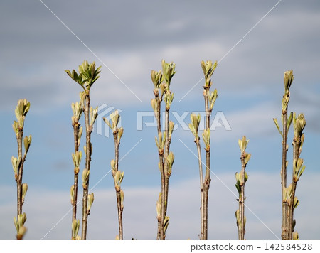 Vivid buds on slender branches. Hopeful renewal as delicate branches stretch skyward with clouds Vivid buds on slender branches. Hopeful renewal as delicate branches stretch skyward with clouds 142584528