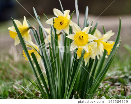 Vivid daffodil clusters highlighted by sunlight encourage joyful gardening and seasonal growth Vivid daffodil clusters highlighted by sunlight encourage joyful gardening and seasonal growth 142584529