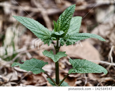 Lively mintlike plant displaying jagged leaves and symmetrical growth in natural environment Lively mintlike plant displaying jagged leaves and symmetrical growth in natural environment 142584547