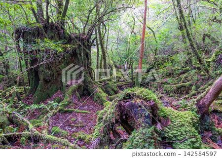 Yakushima Shiratani Unsuikyo Gorge, Mossy Forest (Winter) Yakushima Shiratani Unsuikyo Gorge, Mossy Forest (Winter) 142584597
