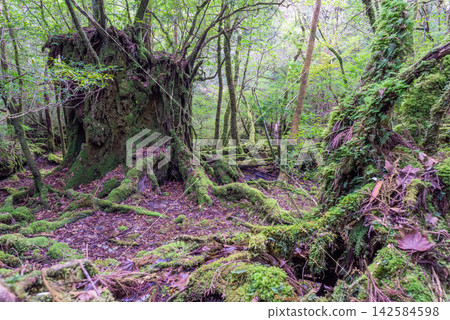 Yakushima Shiratani Unsuikyo Gorge, Mossy Forest (Winter) Yakushima Shiratani Unsuikyo Gorge, Mossy Forest (Winter) 142584598