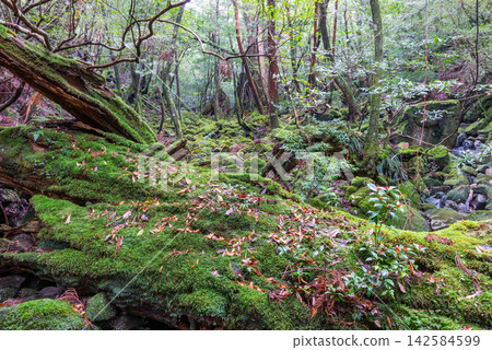 屋久島白谷雲水峽、苔蘚森林(冬季) 屋久島白谷雲水峽、苔蘚森林(冬季) 142584599