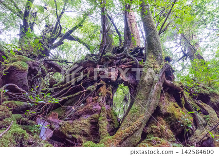 屋久島白谷雲水峽、苔蘚森林(冬季) 屋久島白谷雲水峽、苔蘚森林(冬季) 142584600