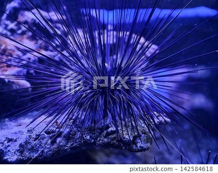 Sea urchin details. Centered black sea urchin with radiating spines detailed in aquatic environment Sea urchin details. Centered black sea urchin with radiating spines detailed in aquatic environment 142584618