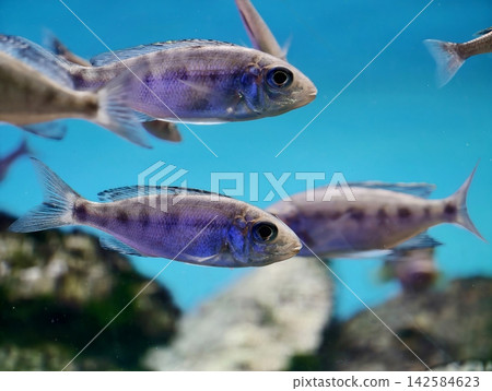 Silver fish swim. School of silvery fish in coordinated movement across tranquil turquoise waters Silver fish swim. School of silvery fish in coordinated movement across tranquil turquoise waters 142584623